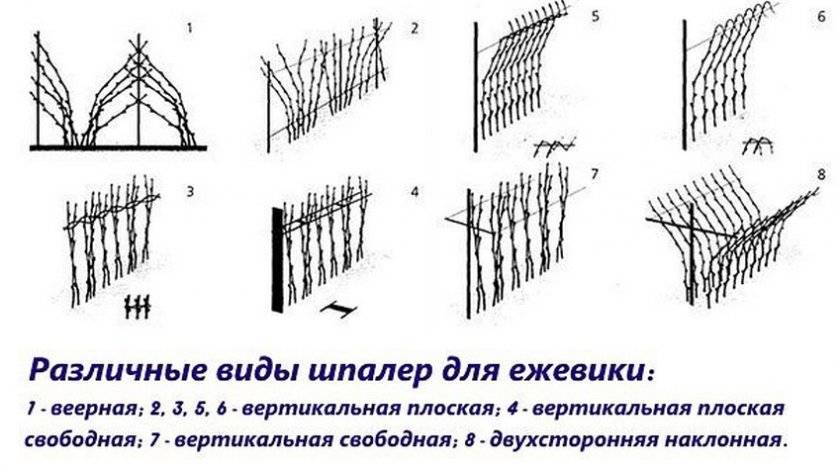 Шпалера для малины фото схема чертеж