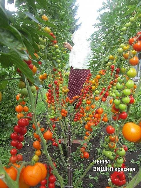 Томат черри - вишня красная: фото и сортовые характеристики, отзывы садоводов