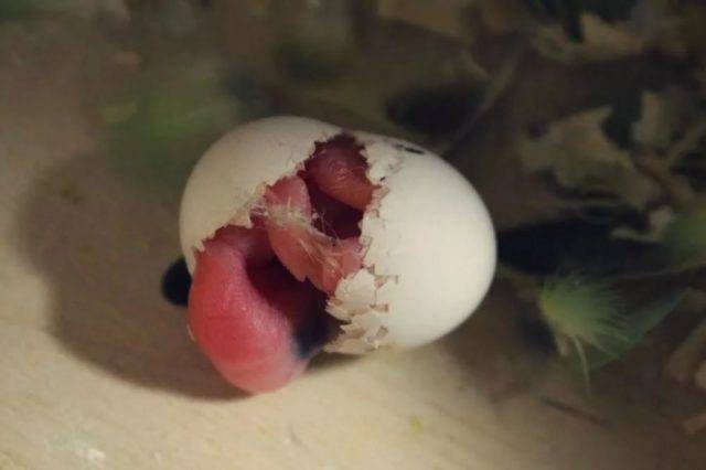 Куриные яйца – польза и вред: кому их можно есть, а кому нельзя. популярные мифы
