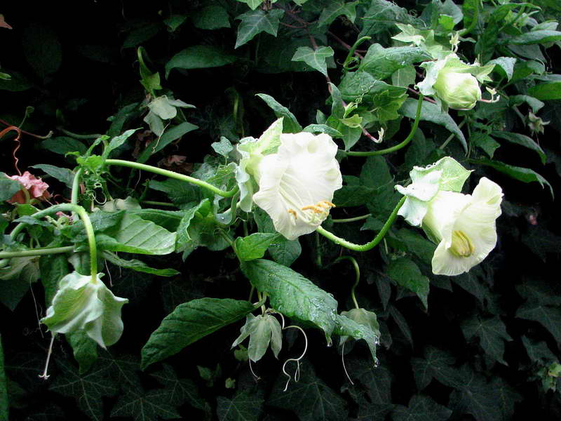 Цветок кобея лазающая: фото, выращивание, посадка и уход