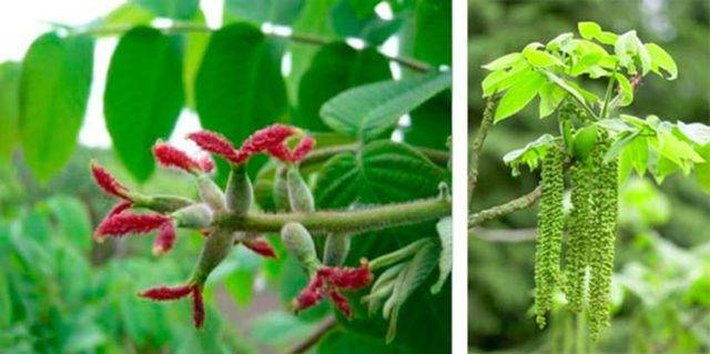 Особенности выращивания маньчжурского ореха на урале