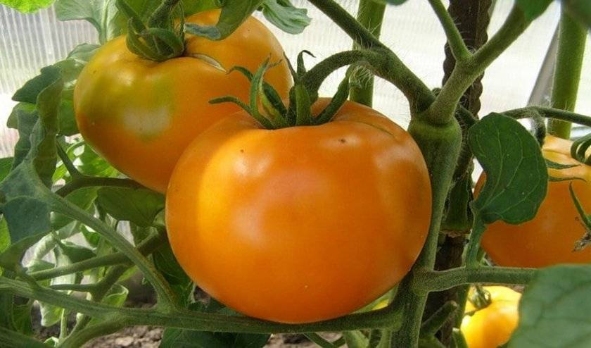 Розмарин: описание сорта томата, его особенностей и основных характеристик