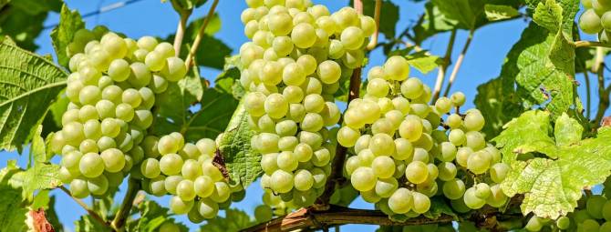 Неприхотливый и устойчивый виноград «русбол»