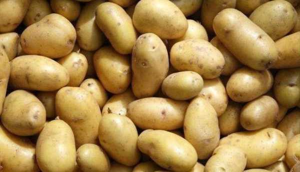 Картофель сорта гранада: немецкое чудо на наших огородах