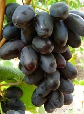 Сорт винограда «велика»
