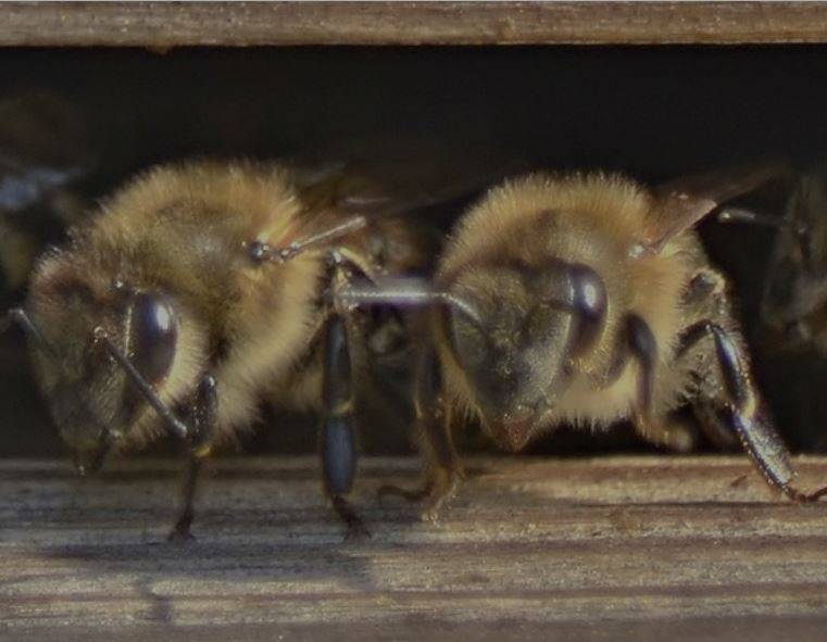 Подкормка пчел весной и осенью: приготовление сиропа, техника кормления