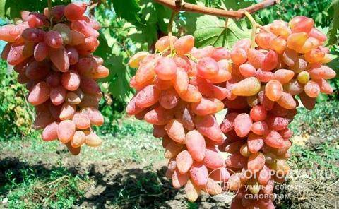 Описание и технология выращивания сорта винограда дубовский розовый