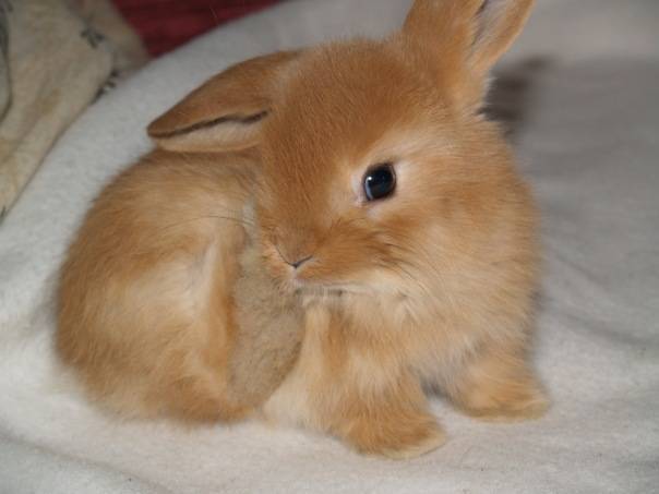 Самые популярные породы кроликов