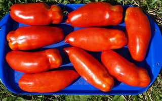 Томат хохлома: описание сорта, характеристика, отзывы об урожайности, фото – все о помидорках