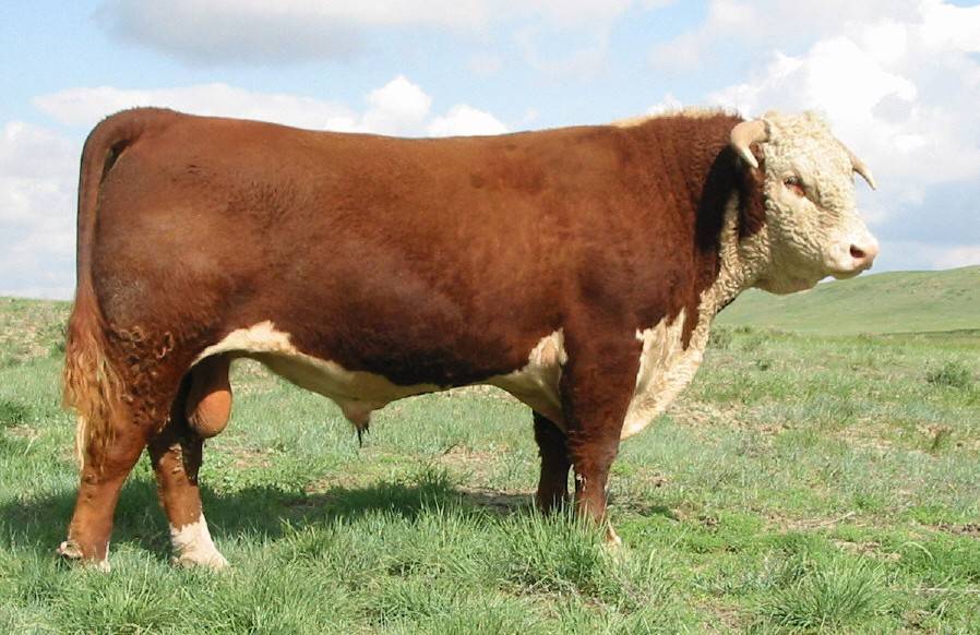 Герефордская порода коров (герефорд): характеристика, разведение, фото