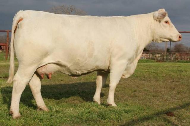 Порода крс шароле – самые большие коровы в мире