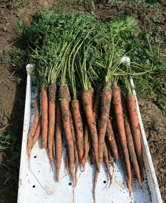 14 лучших сортов моркови для зимнего хранения