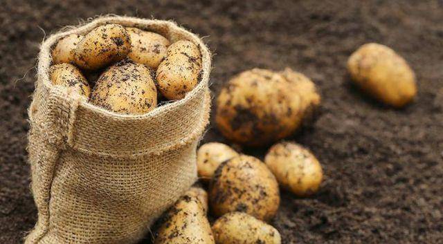 Какие удобрения вносить весной под картофель?