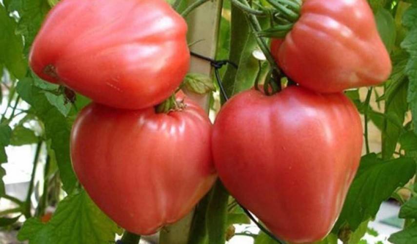Сорта или гибриды – что подойдет именно вам, и как выбрать семена томатов для своего региона