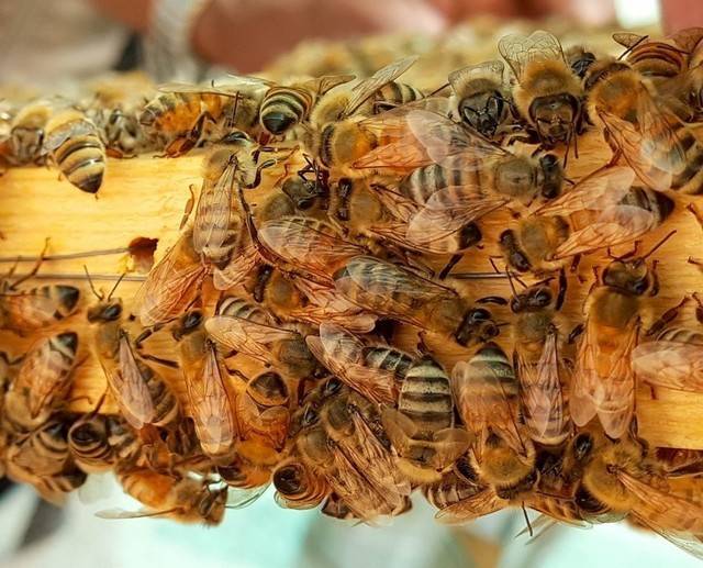 Пчелиная матка: описание, как выглядит и какую роль исполняют, жизненный цикл