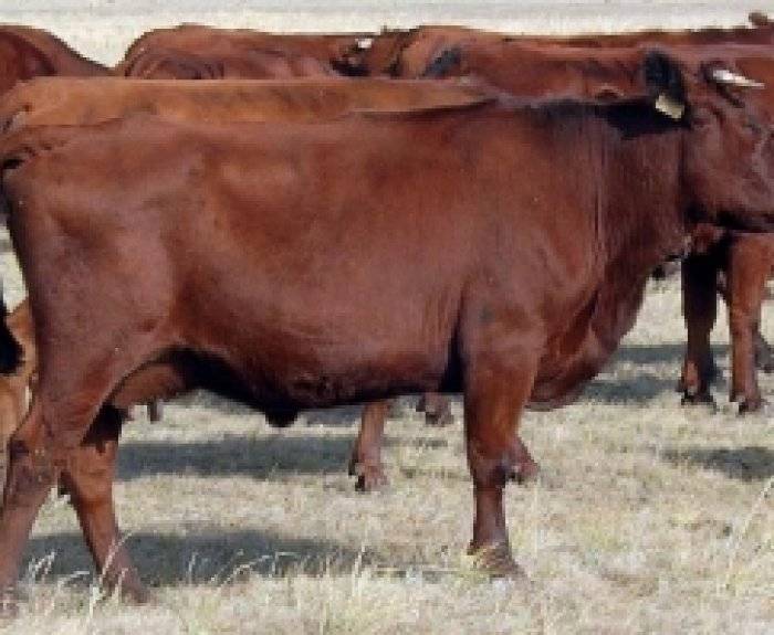 Характеристика породы коров красная степная