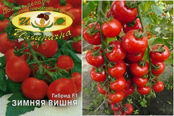 Вишня красная: описание сорта томата, характеристики помидоров, посев