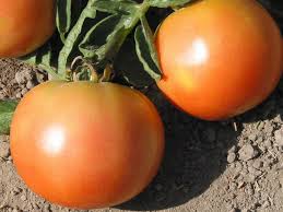 Томат "лонг кипер": описание сорта, его достоинства, недостатки, характеристики плодов и их фото, а также когда лучше сажать помидоры и советы по выращиванию