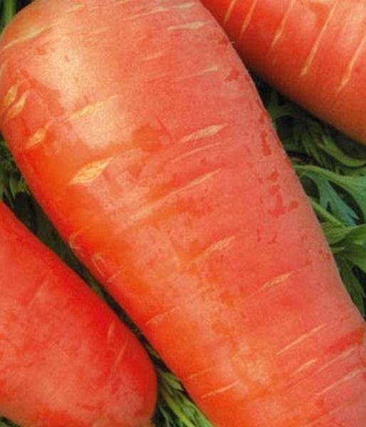 Морковь абледо f1 отзывы