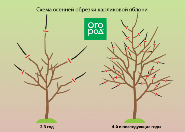Как обрезать колоновидную яблоню осенью и весной