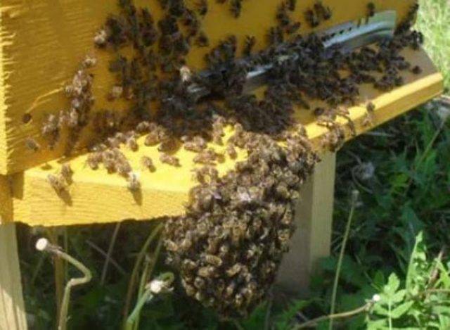 Леток для пчел – важная деталь каждого улья