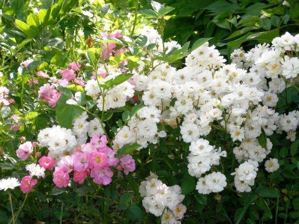 Роза многоцветковая вечноцветущая мини Садовый Аромат: фото, отзывы