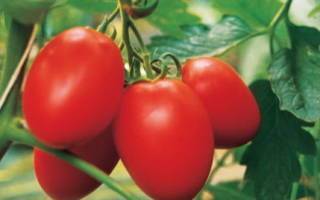 Супер урожайный томат асвон f1: подробное описание, агротехника, отзывы