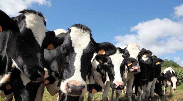Симментальская порода коров - характеристика крс 2020