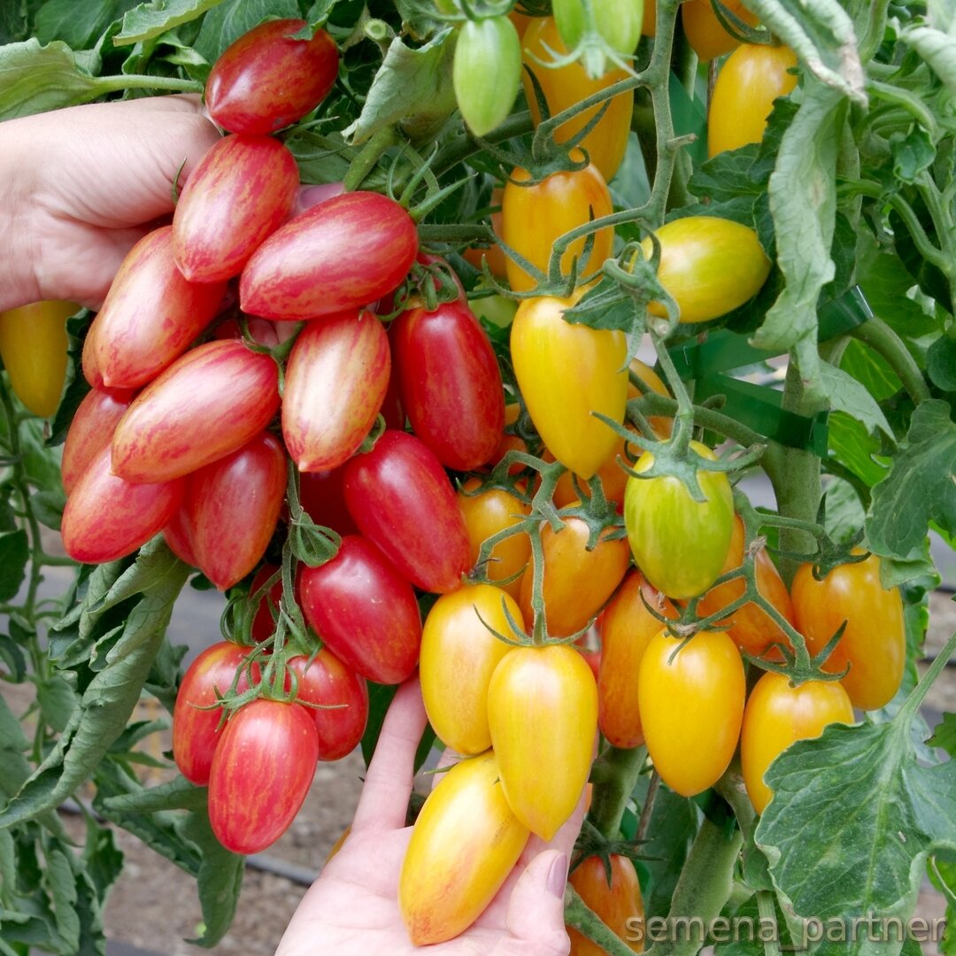 Обзор томатов агрофирмы партнер