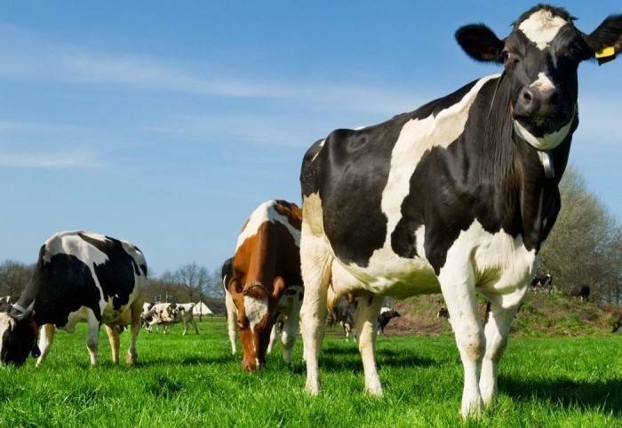 Остановка желудка у коровы: причины, симптомы и лечение