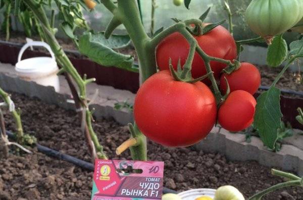 Особенности выращивания и характеристики крупноплодного высокоурожайного сорта томата «чудо земли»