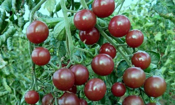 Характеристика томата сорта вишня красная