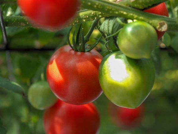 Приглянется внешним видом и полюбится за вкусовые качества – томат «юбилейный тарасенко»