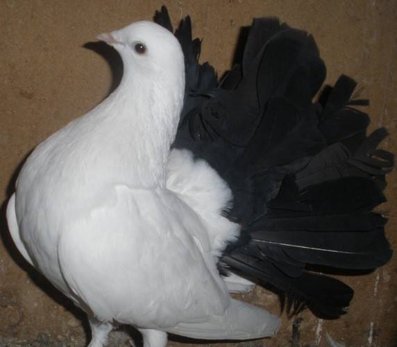 Породы декоративных голубей