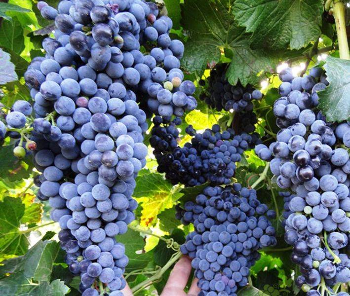 Виноград загадка шарова — описание сорта