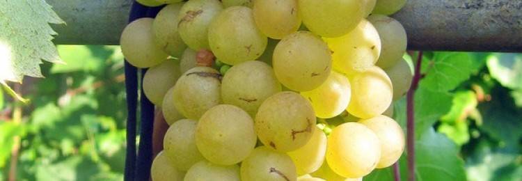 Виноград интернациональный платовский: подарок виноградарям от новочеркасских ученых