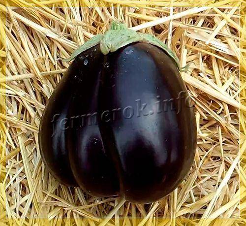 Баклажан черный красавец: описание сорта