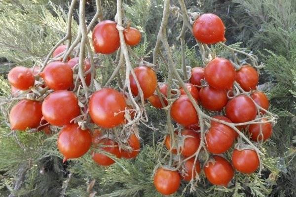 Описание томата поцелуй герани и рекомендации по выращиванию рассады