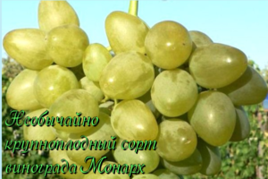 Виноград монарх: описание сорта, фото, отзывы садоводов, видео