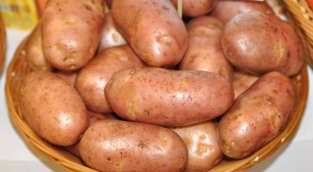 Раннеспелый устойчивый к засухе сорт картофеля «ред леди» для долгого хранения