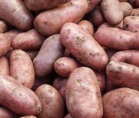 9 причин сажать сорт картофеля адретта – фото и описание