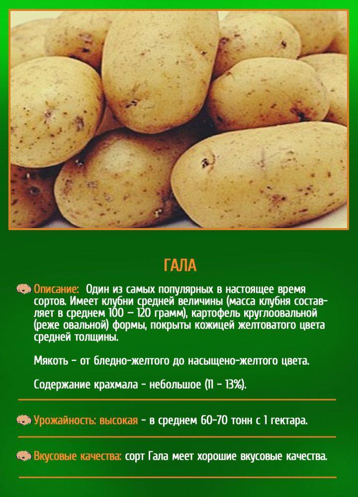 Темноплодная красавица родом с украины — описание сорта картофеля «смуглянка»