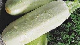 Как правильно выращивать кабачки в теплице?