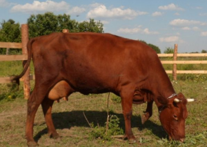 Корова красногорбатовской породы