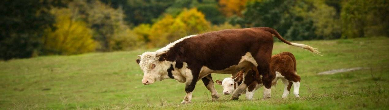 Бешенство у крупного рогатого скота: симптомы и лечение