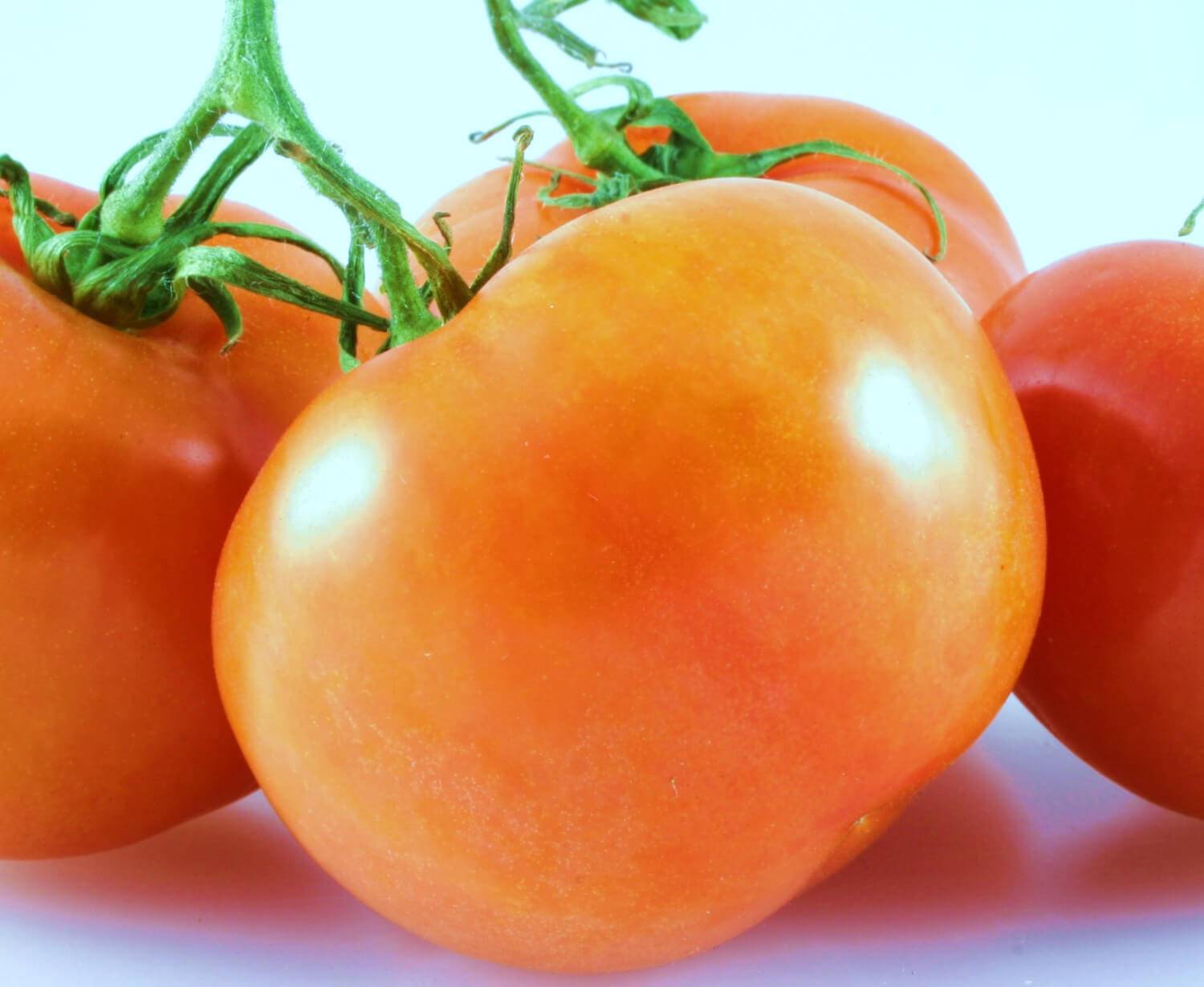 Яркий и экзотичный гость на грядке: томат «апельсин»