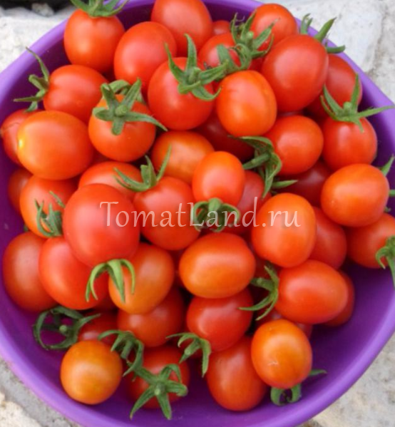 Клюква в сахаре: описание сорта томата, характеристики помидоров, посев