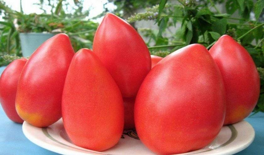 Сорт томата «розовая стелла»: описание, характеристика, посев на рассаду, подкормка, урожайность, фото, видео и самые распространенные болезни томатов