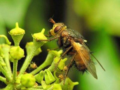 Как собирают пчелиную пыльцу?