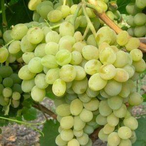 Элегант сверхранний – виноград для больших урожаев на маленьком участке